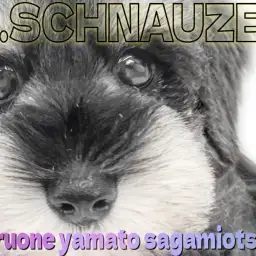 【 ミニチュアシュナウザー 】瞳と長いまつ毛が愛らしい!モノクロの癒し系女の子!