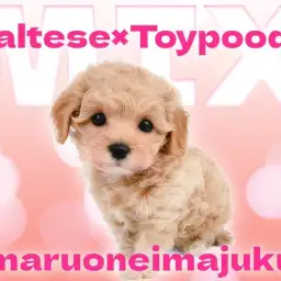 【 MIX マルプー 】初心者必見！目ヂカラ最強のアプリコットマルプー登場！