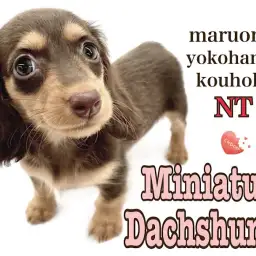 【 ミニチュア・ダックスフント 】チョコレート色の美少女ダックス