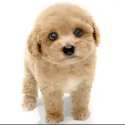 MIX（トイプードル×ビションフリーゼ）