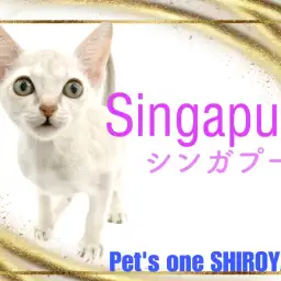 【 シンガプーラ 】 抱っこが大好きな世界最小イエネコ登場!