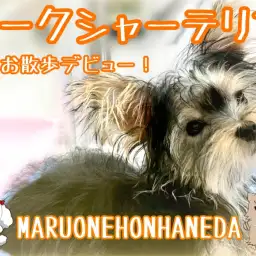 【 ヨークシャーテリア 】美しさプレミアム!お散歩デビューし始めたヨーキー女の子に密着!