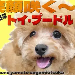 【 トイプードル 】お外デビュー目前!元気印で小柄なトイプー女の子の2nd記事