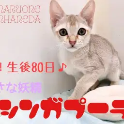 【 シンガプーラ 】驚愕のコミュニケーション能力!生後80日の超イケメンに迫る!