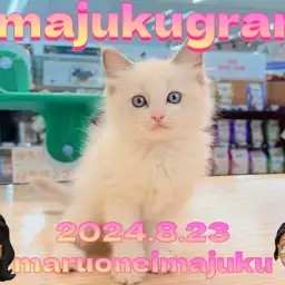 【 イマジュクグラム 】ブルーポイントバイカラーの目ヂカラ最強ガール登場！