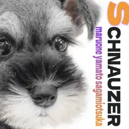 【 ミニチュアシュナウザー 】愛嬌たっぷり!賢可愛い人気のソルト&ペッパー!