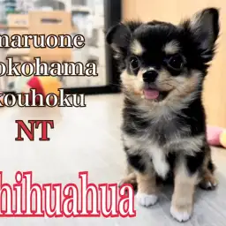 【 チワワ 】港北NT店のチワワ君、お耳が立つまであとちょっと!