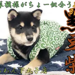 【 豆柴 】最小クラスの両親から生まれた小柄な黒豆柴のギャラリーブログ