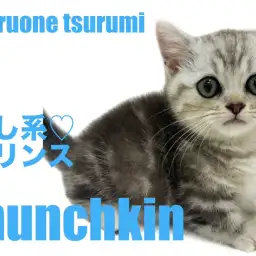 【 マンチカン 】短足だけど運動神経抜群のマンチカンちゃんの男の子!!