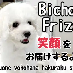 【 ビションフリーゼ 】陽気なアフロ犬！みんなに笑顔をお届けするよ！