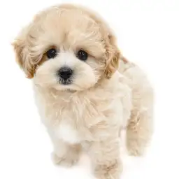 MIX（マルチーズ×トイプードル）