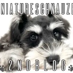 【 ミニチュアシュナウザー】シュナカットでちょっぴり大人!【2nd BLOG】