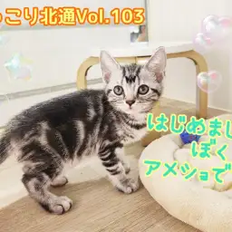 【 ほっこり北通Vol.103 】人馴れ抜群！フレンドリーなアメショくん