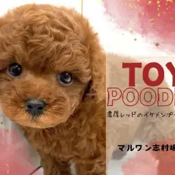 【 トイプードル 】性格、ルックス100点満点!超絶友好的な甘えん坊ボーイ登場!