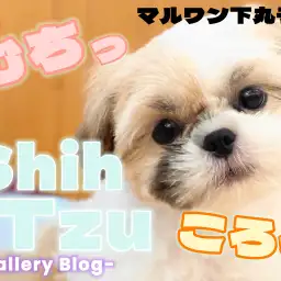 【 シーズー 】思わず撫でたくなる魅惑のボディ。あどけなさ満載のギャラリーブログ