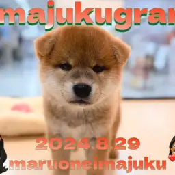 【 イマジュクグラム 】困り顔が癖になるどすこい柴犬の男の子が仲間入り!