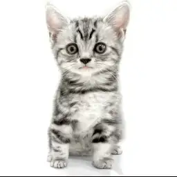 アメリカンショートヘア