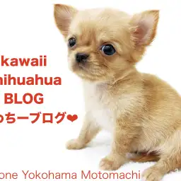 【 チワワ 】横浜元町店の可愛いちーちゃんのかわちーなブログ!