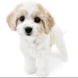 MIX（キャバリアキングチャールズスパニエル×ビションフリーゼ）