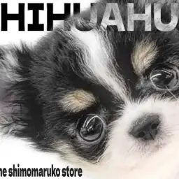 【 チワワ 】牛柄模様が特徴的!小さめサイズのドワーフ体型が可愛い癒し系の女の子