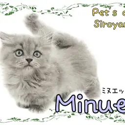 【 ミヌエット 】見ればわかる!可愛さ満載のミヌエットちゃん登場!