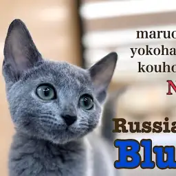 【 ロシアンブルー 】超甘えんboyの今をご紹介!