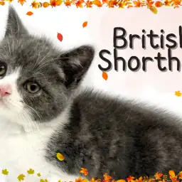 【  ブリティッシュショートヘア 】まん丸天使のブリティッシュくんがやってきた！