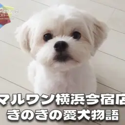 【 ファーストパートナー 】マルワン横浜今宿店スタッフきのきの愛犬物語！