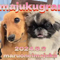 【 イマジュクグラム 】お散歩デビュー記念！生後5ヶ月のダックスちゃまに密着！