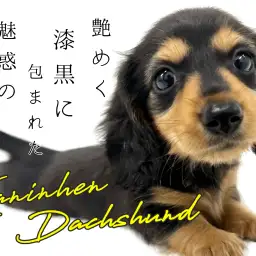 【 カニンヘンダックスフンド 】艶めく漆黒に包まれた魅惑のスタイル!
