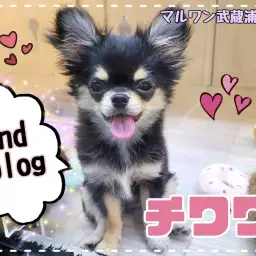 【 チワワ 】生後4ヶ月半で体重1.4kg!こぐま顔が特徴の人懐っこい女の子!
