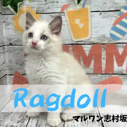 【 ラグドール 】幸運を運ぶ、ハチワレ模様の超絶甘えん坊さんなラグドールくん入店
