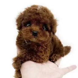 トイ・プードル