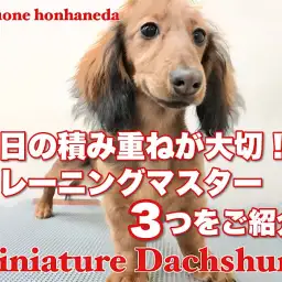 【 ミニチュアダックスフント 】お散歩大好き女子！生後5ヶ月の成長レポート！