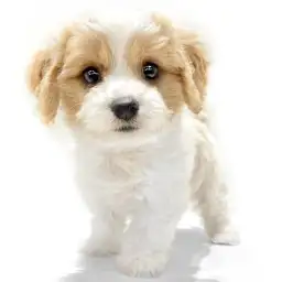 MIX（キャバリアキングチャールズスパニエル×ビションフリーゼ）