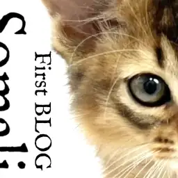 【 ソマリ 】華麗に登場!美しいソマ様のFirst BLOG!