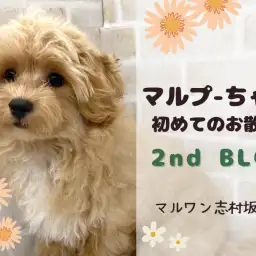 【 MIX 】初めてのお散歩に挑戦!マルプーちゃんのトレーニングの様子をご紹介!