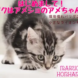 【 アメリカンショートヘア 】威風堂々！環境馴れバツグンのシルバー男子降臨！