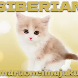 【 サイベリアン 】希少カラーの癒し系!目ヂカラ最強の温厚な男の子!