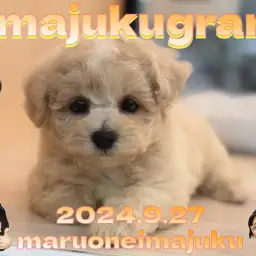 【 イマジュクグラム 】ビションフリーゼとトイプードルの最強MIXが仲間入り!