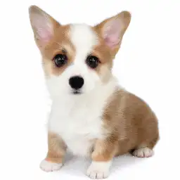 ウェルシュコーギーペンブローク