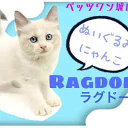 【 ラグドール 】甘えんボーイのぬいぐるむボディのイケメンにゃんこ