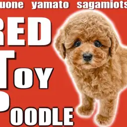 【 トイプードル 】抜け毛が少なく飼いやすいだけじゃない！抜群の可愛さの男の子！