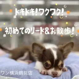 【 チワワ 】ドキドキ!ワクワク!初めてのリード&お散歩!