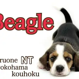 【 ビーグル 】天真爛漫！小さなハウンドドック入店9日間の様子