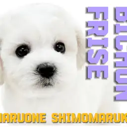 【 ビションフリーゼ 】幸せを呼ぶアフロ!濃密BODYの女の子に注目が集まる!