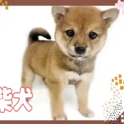 【 柴犬 】柴好き必見!愛らしさと凛とした美しさを併せ持つ赤柴の女の子登場!
