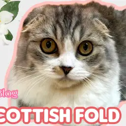 【 スコティッシュフォールド 】成長と共に魅力の増したおっとり丸顔キャット!