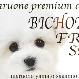 【 ビションフリーゼ 】プレミアム認定！純白のドレスを纏った最高の容姿を持つ女子