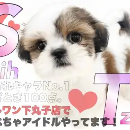 【 シーズー 】温厚な性格と丸いシルエットが可愛い癒し系で愛されキャラの女の子!